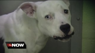 Local congressman push to make animal cruelty a federal crime