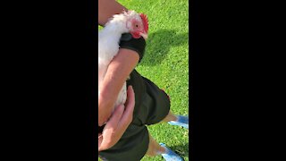 Bullied chicken loves to be held
