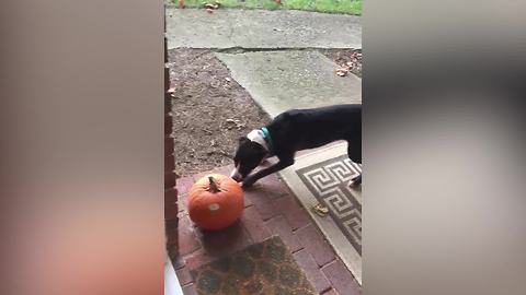 A Dog Attacks A Pumpkin As It Were An Intruder