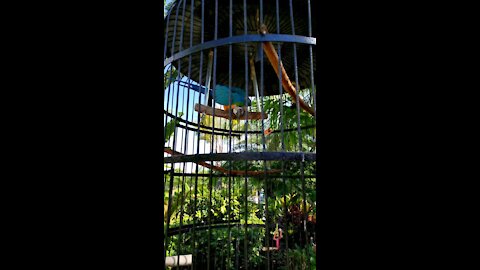 Parrots at Work Site