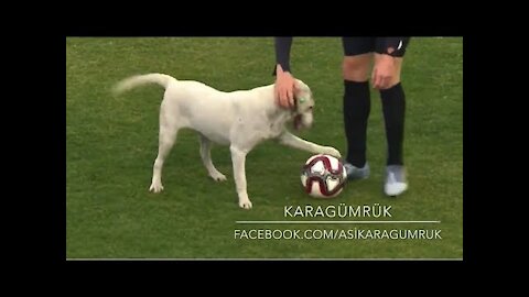 How A Dog Brought A Football Match To Stop