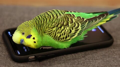 Australian parakeet activates siri on iPhone - prolific talking parakeet!