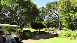 SOUTH AFRICA - Cape Town - Kirstenbosch National Botanical Garden (Video) (Xx7)