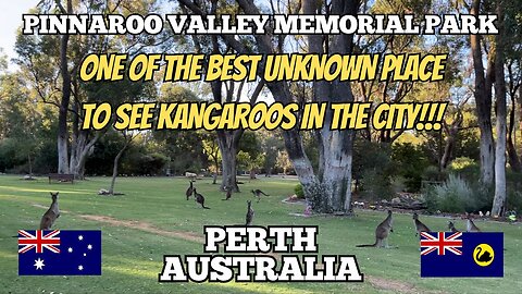 Exploring Perth Australia: Pinnaroo Valley Memorial Park BEST Unkown Place to See Kangaroos