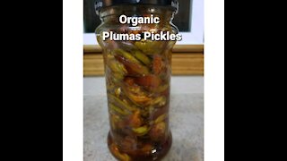 Organic Plumas Pickles