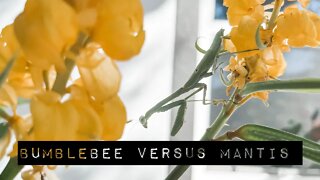 Bumblebee versus Mantis