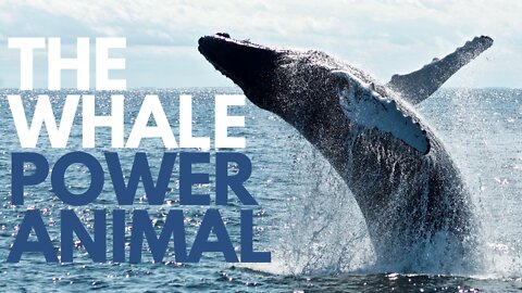 Whale Power Animal