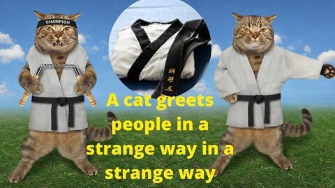 A cat greets people in a strange way in a strange way.