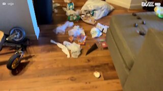 Cadela espalha lixo e não só... pela casa inteira!
