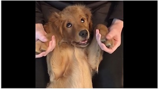 We Love How Comfortable This Pup Is In His Owner's Lap