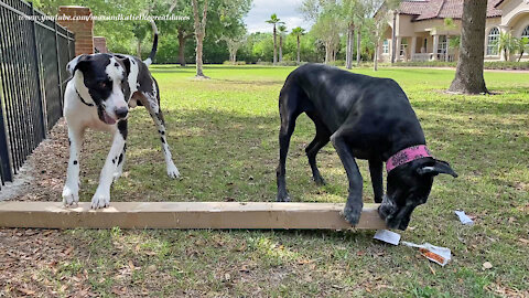 Great Danes Are A Funny Dashing Double Dog Delivery Team