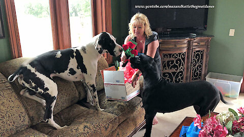 Great Danes Enjoy Opening Happy 3rd Birthday Gifts