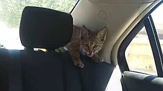 Un bébé lynx explore l'intérieur d'une voiture après avoir été secouru