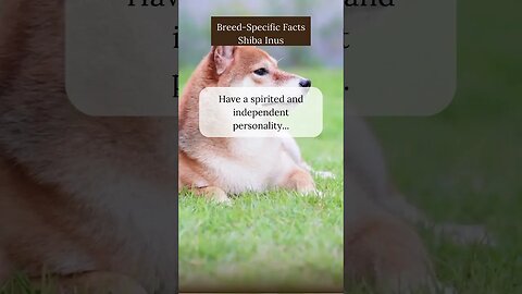 Fascinating Facts about Shiba Inus
