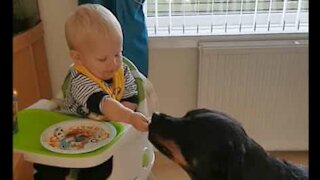 Bebé partilha jantar com o melhor amigo: um Rottweiler