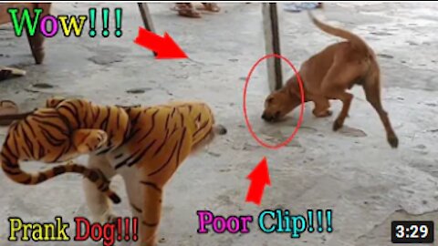 Wow Nice!!! Fake Tiger Prank Dog Run So Funny Video Pranks 2021 Pry Kh