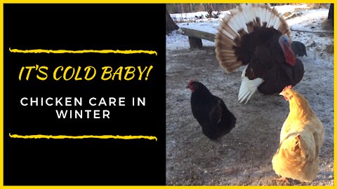 Taking Care of Chickens in Winter! Don't Make This Mistake!
