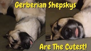 Gerberian Shepsky sleeping funny dreaming of treatos