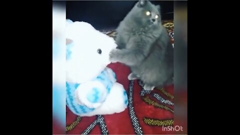 Black Cat Having Fun With Teddy Bear - American Cats