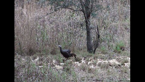 Turkey walking through one of our free sites - Future Thanksgiving meal