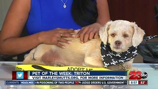 Meet our 23ABC Pet of the Week, Triton!