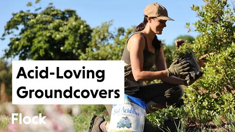ACID-LOVING, EDIBLE GROUNDCOVERS for Front Garden Bed — Ep. 102