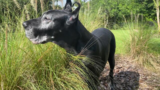 Funny Florida Great Danes Love To Graze On Garden Grass