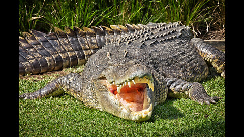 Crocodilo se alimentando