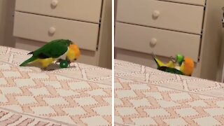 Playful parrot accidentally falls off the bed