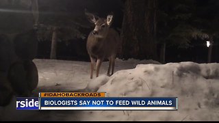 Feeding deer causes harm
