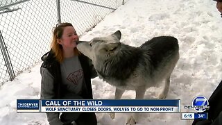 Wolf sanctuary, rehabilitation center in Guffey to close its doors at end of 2019