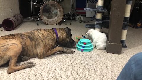 Watch this dog and cat bond over their favorite toy