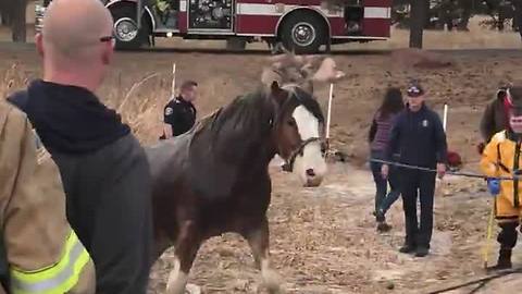 Deputies Save Horse Stuck In Pond After Falling Through The Ice