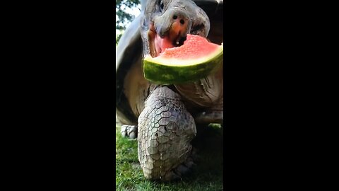 An Dehydrated Tortoise Needed Plenty Of Cool Water Melons For Hydration