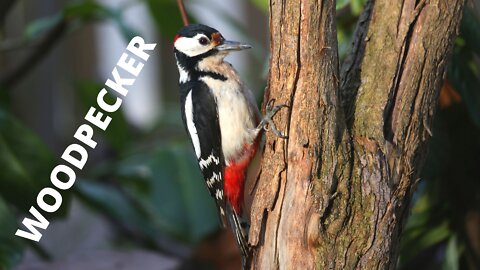 Woodpeckers Curiosities