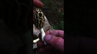 Two tips to help Identify Morel Mushrooms. Wild edible mushroom hunting. #shorts
