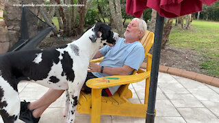 Happy Great Danes Take A Break From Playing For Kisses