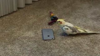 Cette perruche passe sa colère sur un iPhone