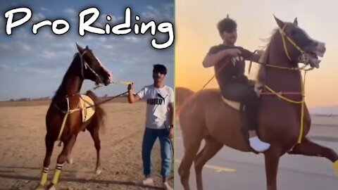 Fully Trained Horse Riding - Beautifull Horseback Riding