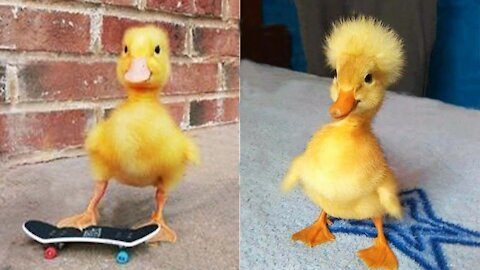 Funny Cute And Duck Video Compilation 🐥
