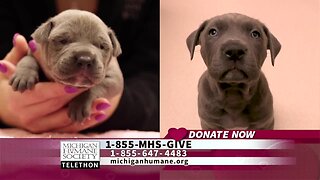 Michigan Humane Society Telethon – Theo and Caesar