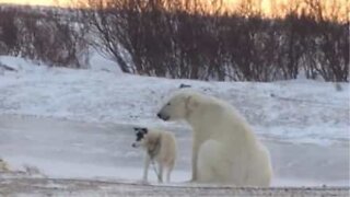 Urso polar curioso tenta fazer amizade com cão