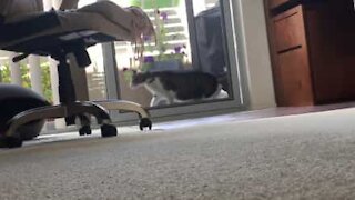 Cat destroys screen door entering house