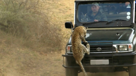 Leopard Attacks Tourist At Wild Safari