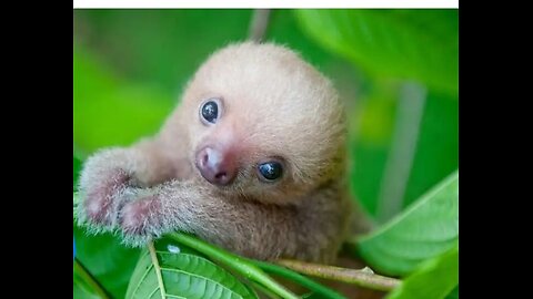 Baby Sloths Being Sloths 💖- FUNNIEST 😂Compilation