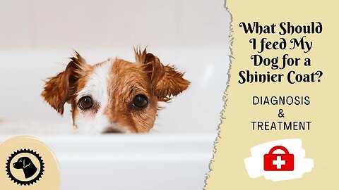 What Should I feed My Dog for a Shinier Coat? | DOG HEALTH 🐶 #BrooklynsCorner