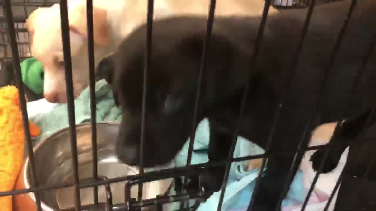 Dogs abandoned in Miami, now up for adoption in Boca Raton