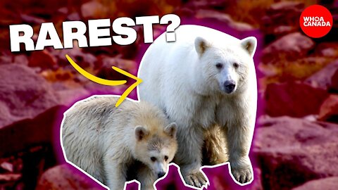 7 Animals Found Only In Canada