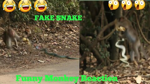 Fake Snake Prank Monkeys Dog Very Funny | Dogs And Monkeys Big Surprises of fake snake prank