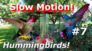 Hummingbird Cam Slow Motion Beautiful Birds in flight #7